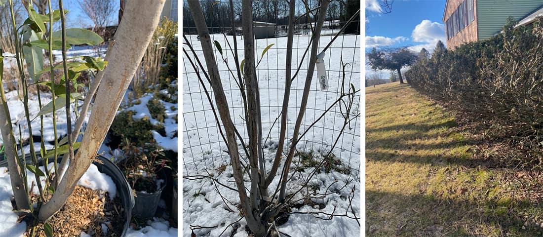 Deer Damage to Yard